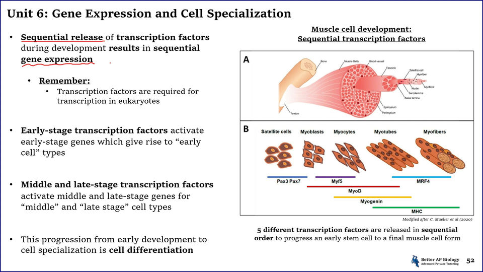 L6- Gene Expression and Cell Specialization